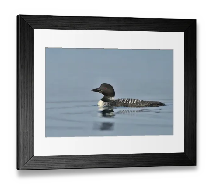Framed Print : Great Northern Loon (Gavia immer) Framed Print : Great Northern Loon (Gavia immer)