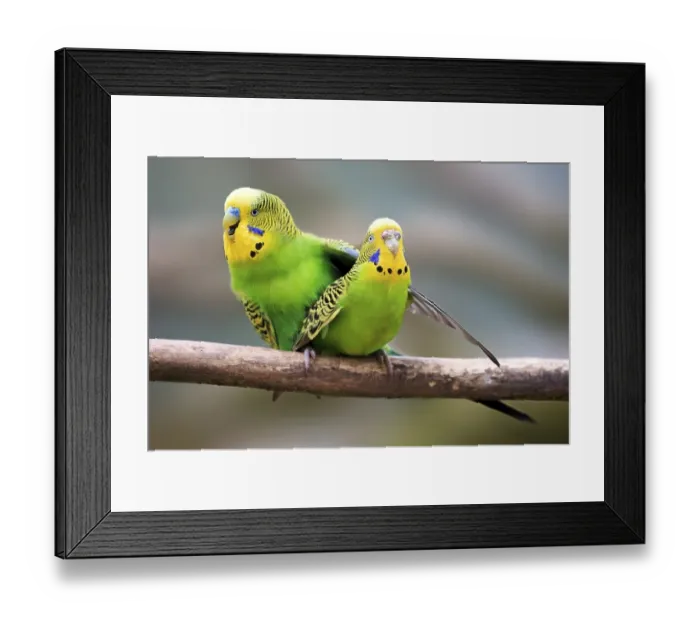 Framed Print : Budgerigars (Melopsittacus undulatus) Framed Print : Budgerigars (Melopsittacus undulatus)