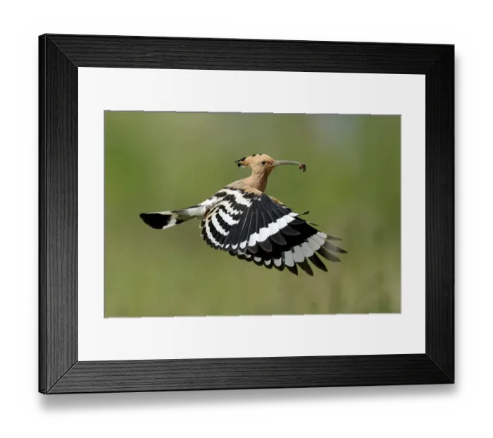 Framed Print : Hoopoe (Upupa epops) in flight with food Framed Print : Hoopoe (Upupa epops) in flight with food