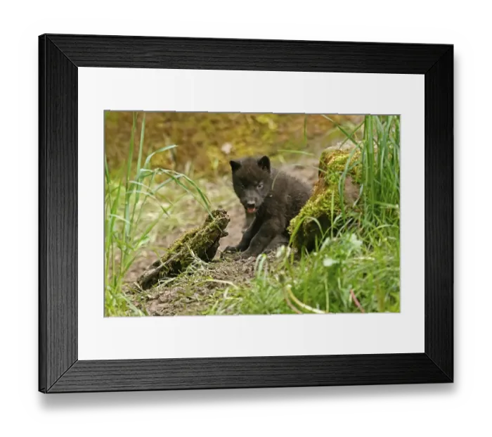 Framed Print : Timberwolf, American wolf (Canis lupus occidentalis)