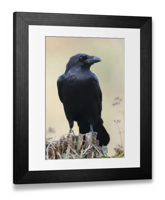 Framed Print : Common raven (Corvus corax), animal portrait Framed Print : Common raven (Corvus corax), animal portrait