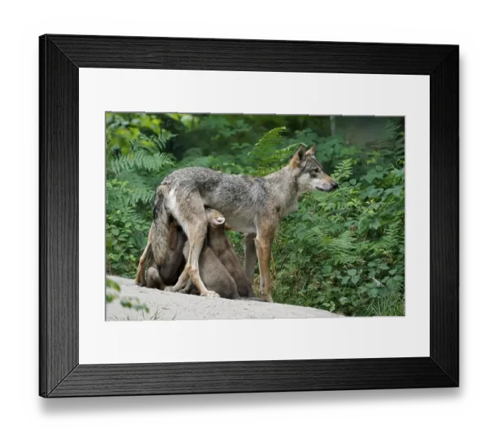 Framed Print : European gray wolf (Canis lupus) Framed Print : European gray wolf (Canis lupus)