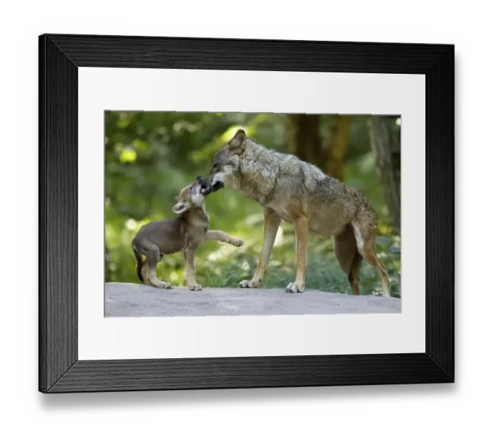 Framed Print : European gray wolf (Canis lupus) Framed Print : European gray wolf (Canis lupus)