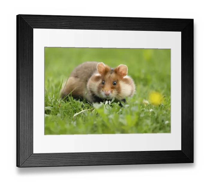 Framed Print : European hamster (Cricetus cricetus) in a meadow Framed Print : European hamster (Cricetus cricetus) in a meadow