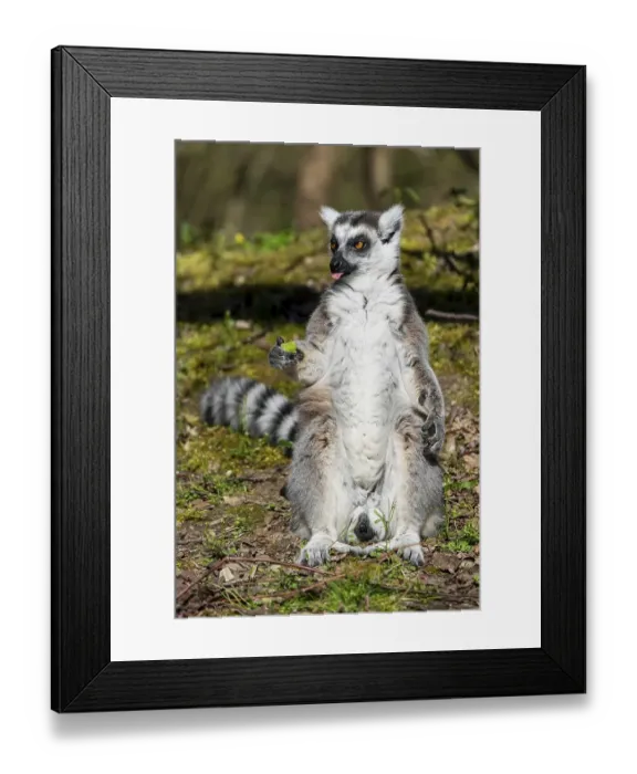 Framed Print : Ring-tailed lemur (Lemur catta) Framed Print : Ring-tailed lemur (Lemur catta)