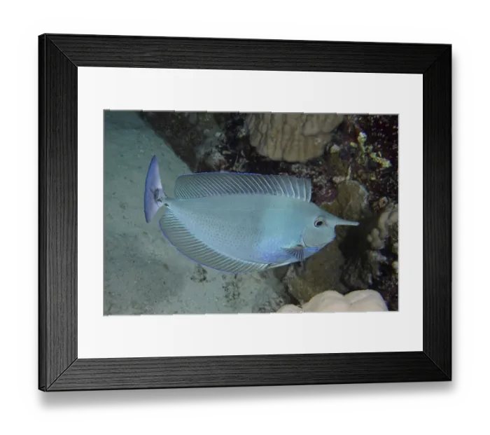 Framed Print : Short-nosed unicornfish (Naso brevirostris)