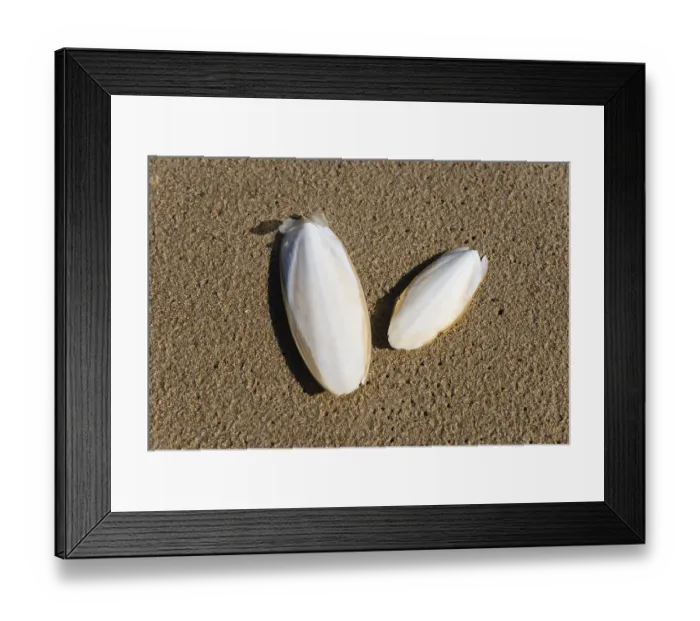 Framed Print : Common cuttlefish (Sepia officinalis) on the beach