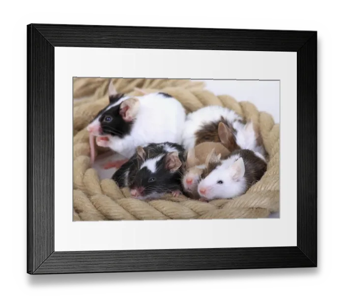 Framed Print : Different coloured Fancy Mice snuggling together