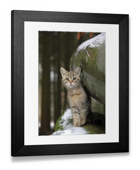 Framed Print : Wildcat (Felis silvestris), young male looking out from between snow-covered tree trunks