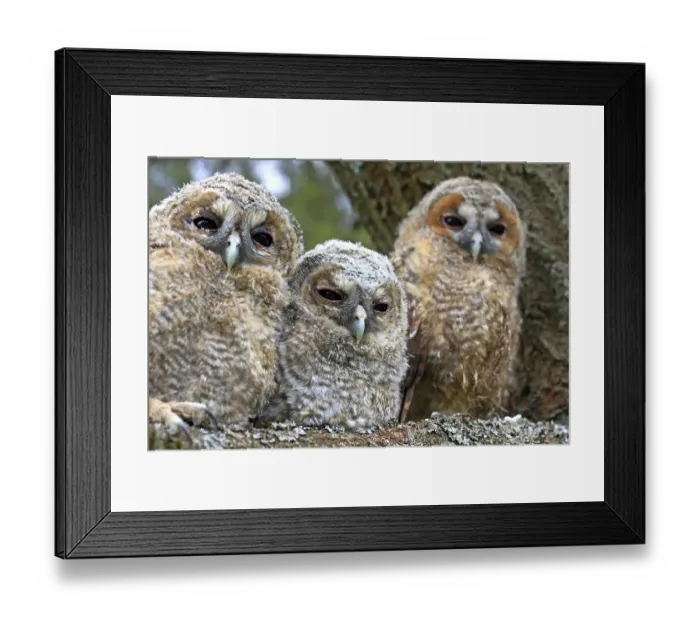 Framed Print : Three young Tawny Owls or Brown Owls (Strix aluco) perched on a tree