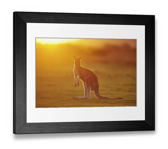 Framed Print : Eastern Gray Kangaroo (Macropus giganteus) by Sunset on a meadow Framed Print : Eastern Gray Kangaroo (Macropus giganteus) by Sunset on a meadow