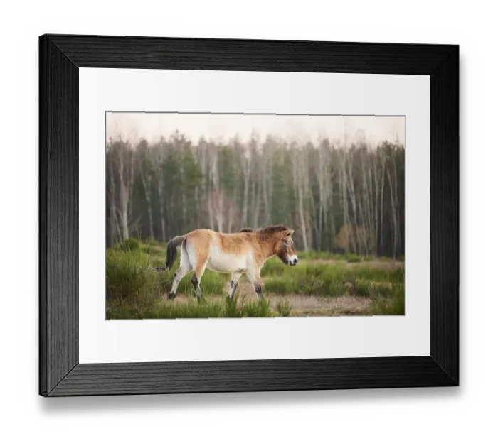 Framed Print : Przewalski's horse (Equus ferus przewalskii)