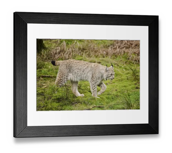 Framed Print : Eurasian lynx (Lynx lynx) in a forest