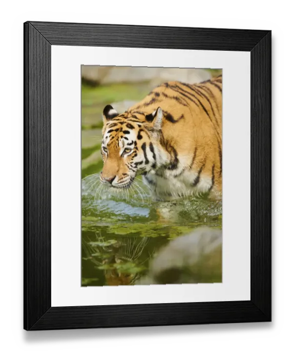 Framed Print : Siberian tiger (Panthera tigris altaica) in the water