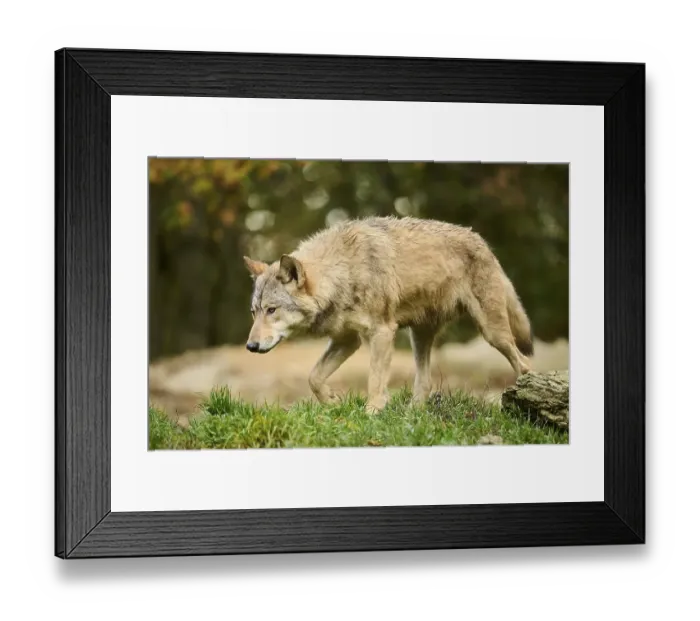 Framed Print : Eastern wolf (Canis lupus lycaon) walking on a meadow