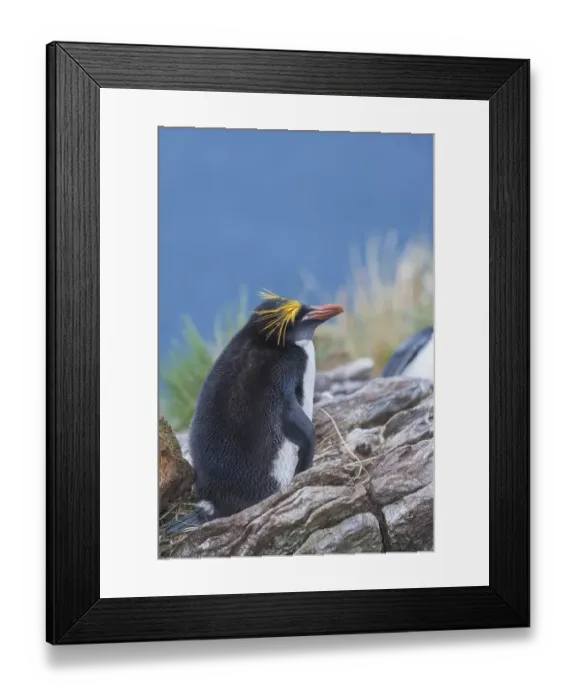 Framed Print : A macaroni penguin (Eudyptes chrysolophus)