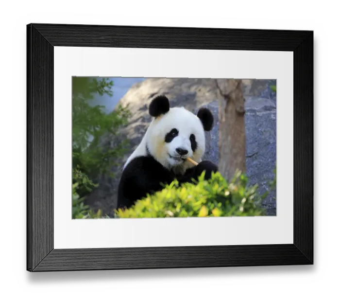 Framed Print : Giant Panda (Ailuropoda melanoleuca) adult