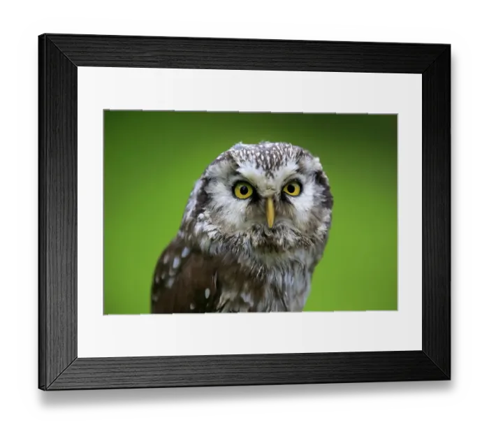 Framed Print : Tengmalm's Owl or Boreal Owl (Aegolius funereus)