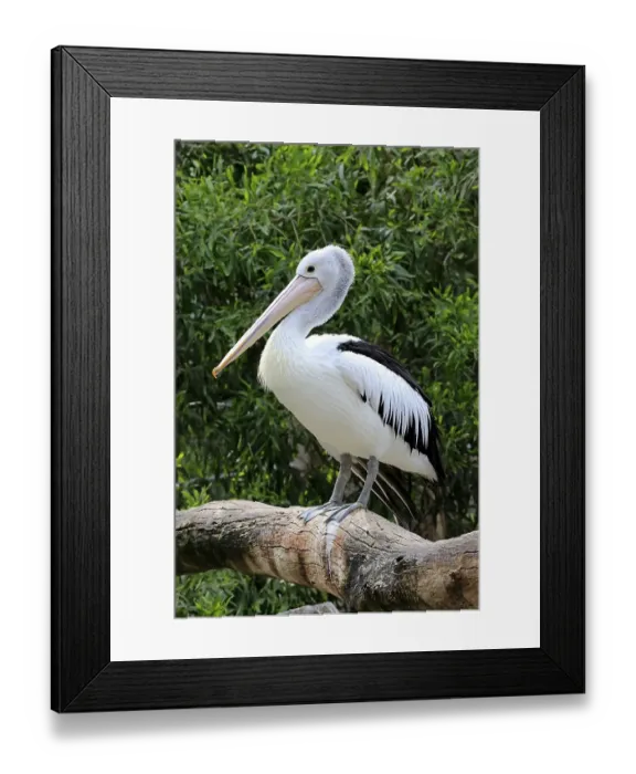 Framed Print : Australian pelican (Pelecanus conspicillatus)