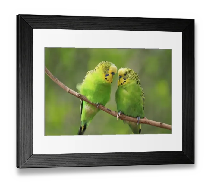 Framed Print : Budgie (Melopsittacus undulatus)