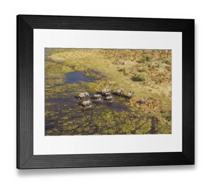 Framed Print : African Elephants (Loxodonta africana)