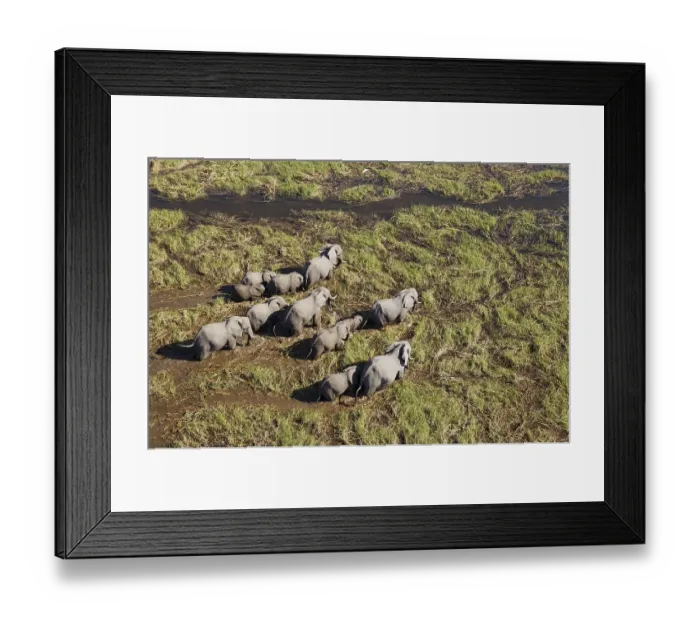 Framed Print : African Elephants (Loxodonta africana)