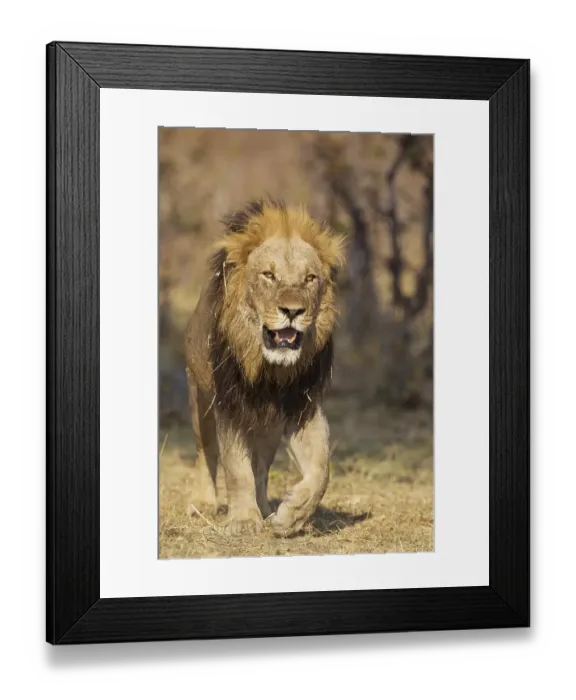 Framed Print : Lion (Panthera leo), older male