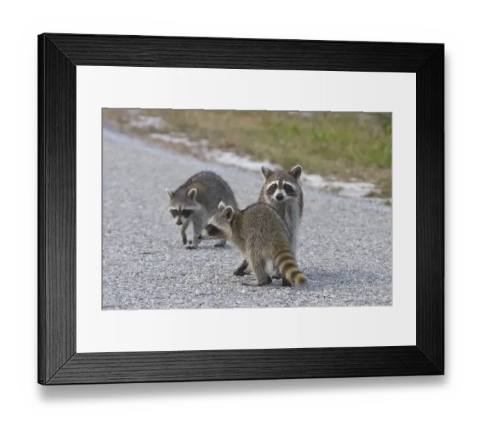 Framed Print : Raccoon (Procyon lotor)