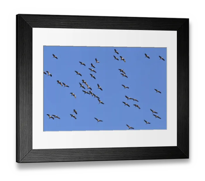 Framed Print : Flying gray cranes (Grus grus) Framed Print : Flying gray cranes (Grus grus)