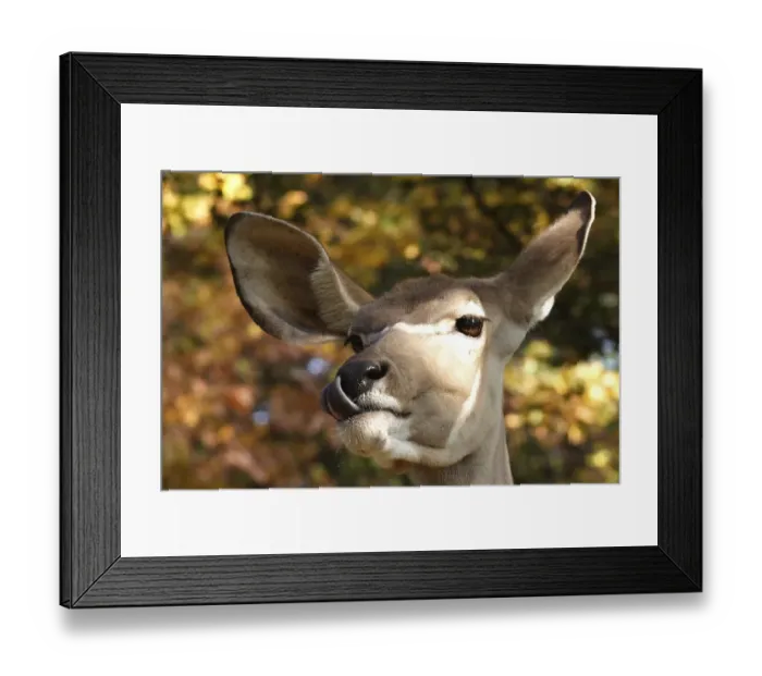 Framed Print : Greater Kudu (Tragelaphus strepsiceros)