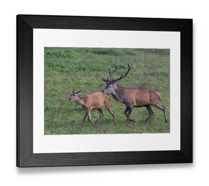 Framed Print : Red deer (Cervus elaphus), rutting behavior Framed Print : Red deer (Cervus elaphus), rutting behavior