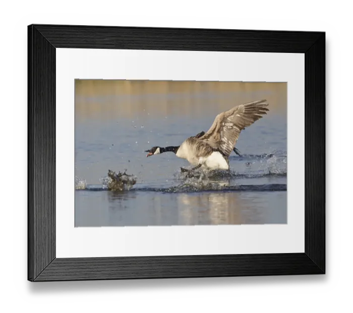 Framed Print : Canada Goose (Branta canadensis) chasing rival Framed Print : Canada Goose (Branta canadensis) chasing rival
