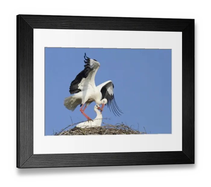 Framed Print : White Storks (Ciconia ciconia) Framed Print : White Storks (Ciconia ciconia)