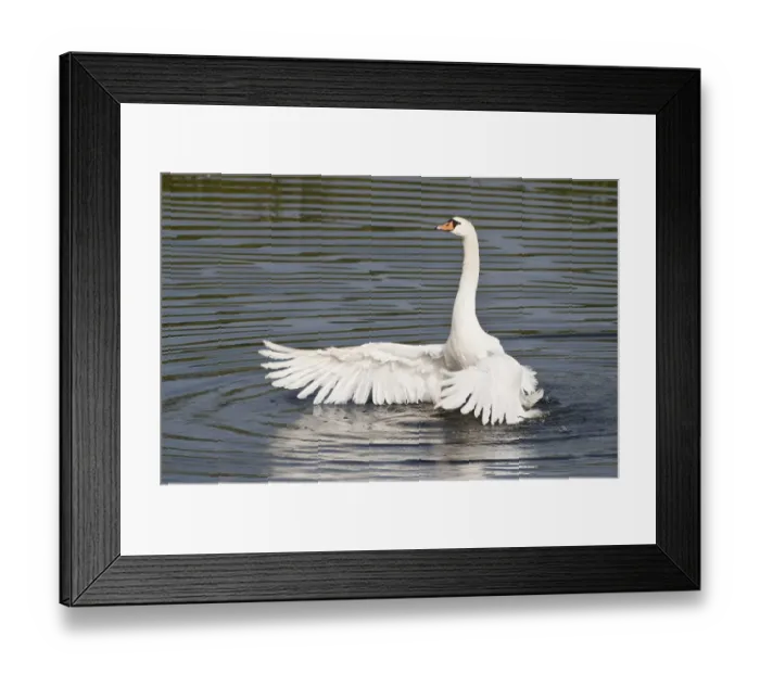 Framed Print : Mute Swan (Cygnus olor) spreading its wings Framed Print : Mute Swan (Cygnus olor) spreading its wings