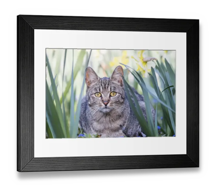 Framed Print : Domestic cat (Felis silvestris catus)