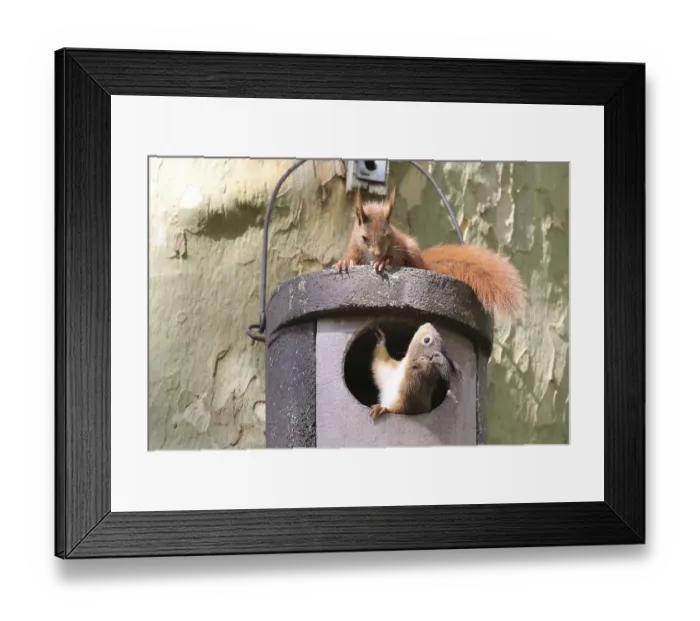 Framed Print : Two young squirrels (Sciurus vulgaris) on owl nesting box