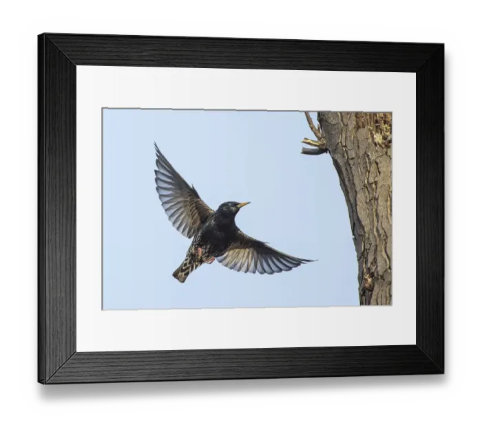 Framed Print : European Starling (Sturnus vulgaris) approaching the nesting cave in the tree Framed Print : European Starling (Sturnus vulgaris) approaching the nesting cave in the tree