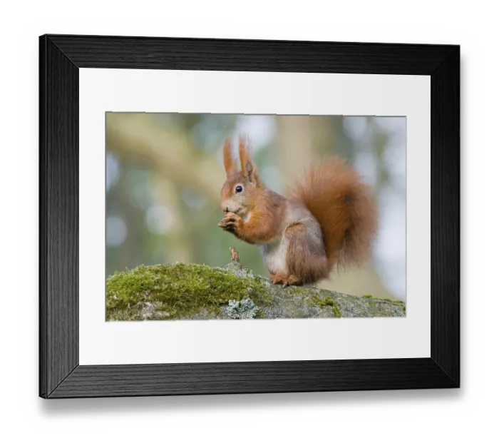 Framed Print : Eurasian red squirrel (Sciurus vulgaris) sitting on tree trunk