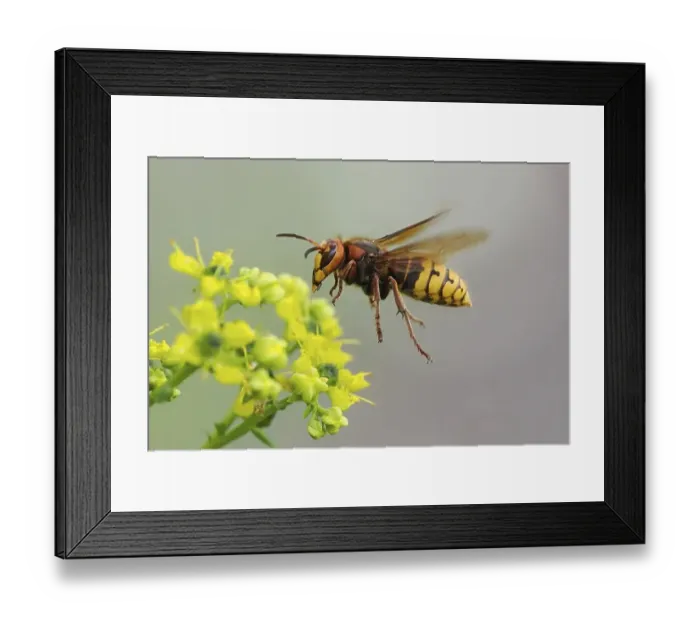Framed Print : Close-up of a european hornet (Vespa crabro) next to a yellow flower Framed Print : Close-up of a european hornet (Vespa crabro) next to a yellow flower
