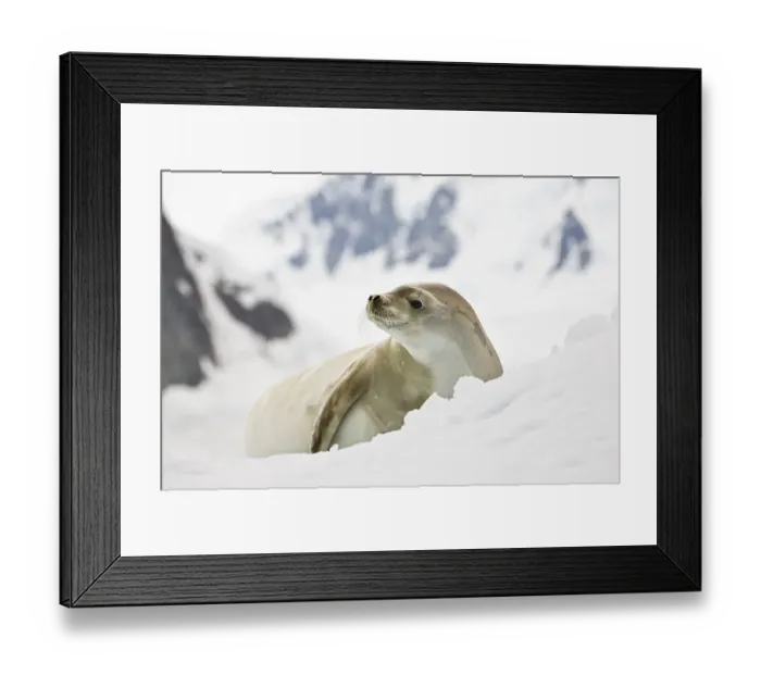 Framed Print : Crabeater Seal (Lobodon carcinophaga)