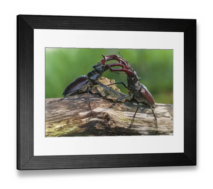 Framed Print : Two fighting Stag beetle ( Lucanus cervus) on an oak trunk