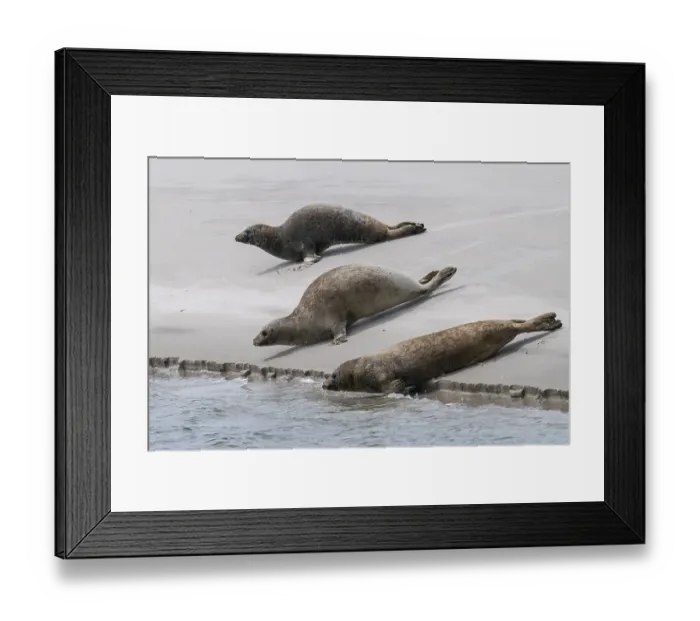 Framed Print : Harbor seals (Phoca vitulina) on a sandbank Framed Print : Harbor seals (Phoca vitulina) on a sandbank