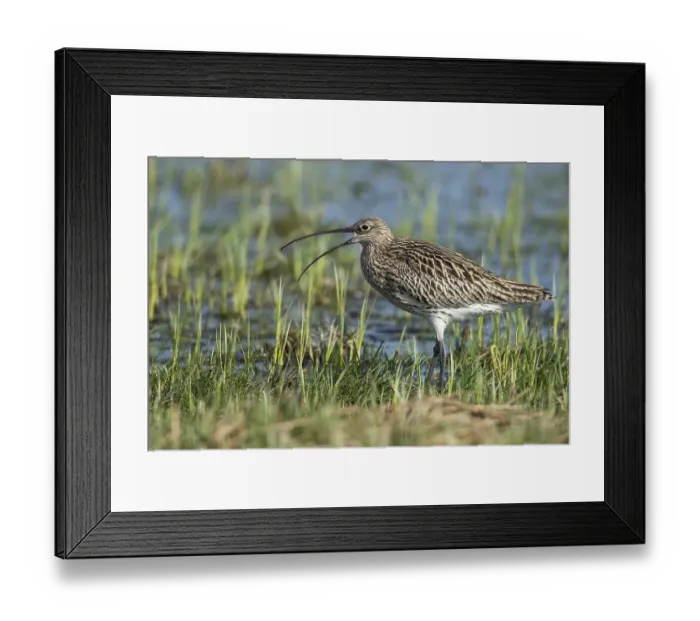 Framed Print : Eurasian curlew (Numenius arquata)