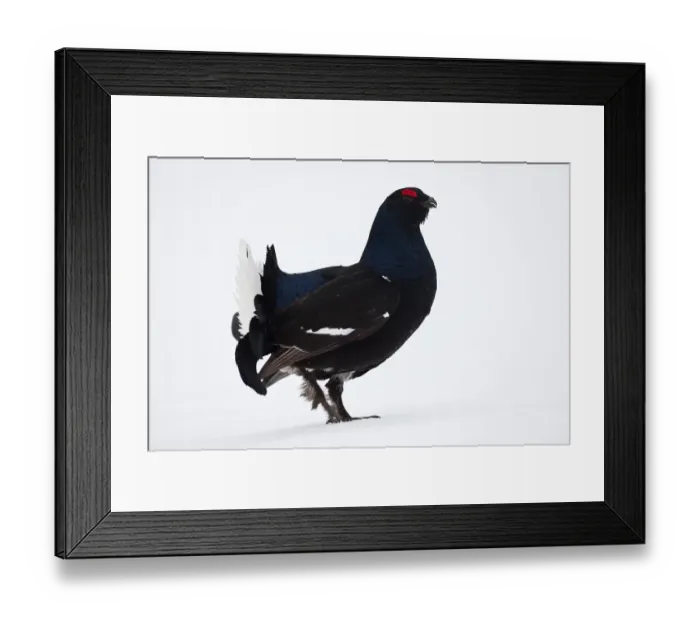 Framed Print : Black Grouse or Blackgame (Lyrurus tetrix) Framed Print : Black Grouse or Blackgame (Lyrurus tetrix)