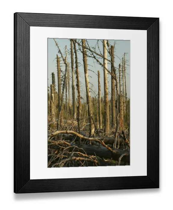 Framed Print : Dying of the forests, Bavarian Forest National Park