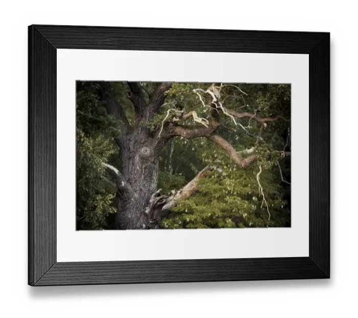 Framed Print : Dead branches of a Pedunculate Oak (Quercus robur)
