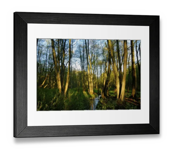 Framed Print : Spring in an alder forest Framed Print : Spring in an alder forest