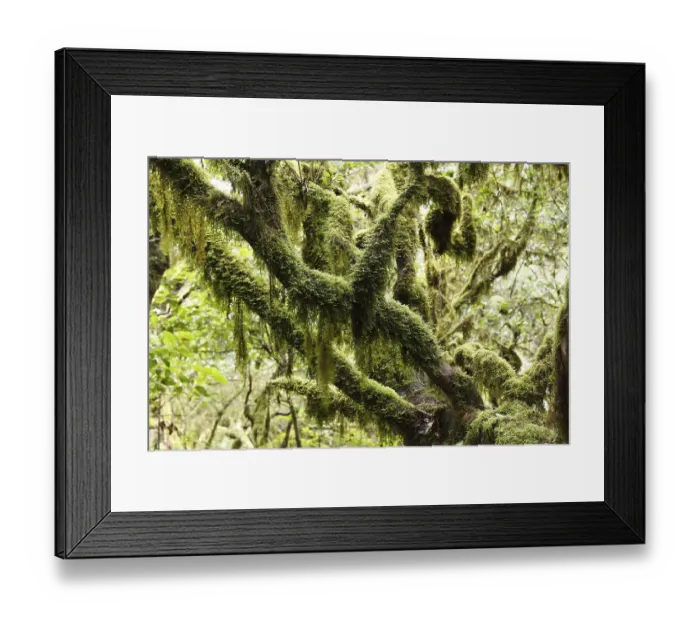 Framed Print : Moss-covered tree, laurel forest