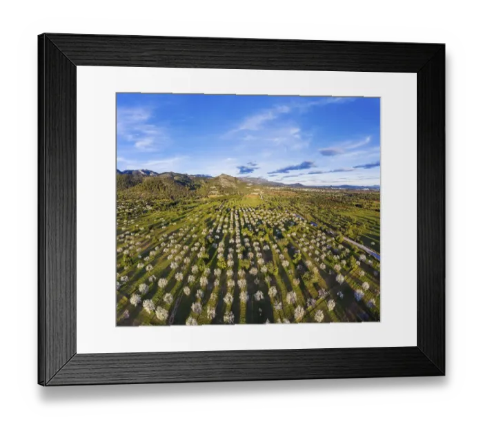 Framed Print : Almond blossom, flowering almond trees