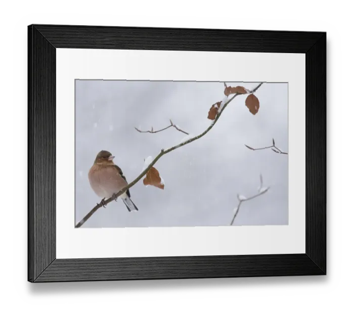 Framed Print : Common chaffinch (Fringilla coelebs) Winter Framed Print : Common chaffinch (Fringilla coelebs) Winter